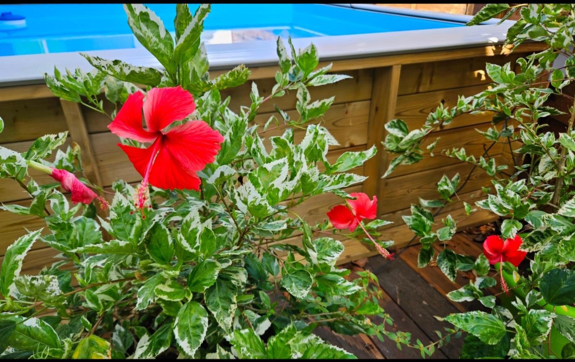 Gite Rubis Passion بورت لويس المظهر الخارجي الصورة